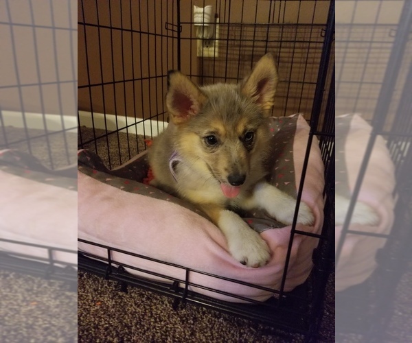 Medium Photo #3 Pomsky-Poodle (Miniature) Mix Puppy For Sale in INDIANAPOLIS, IN, USA