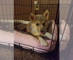Small Photo #3 Pomsky-Poodle (Miniature) Mix Puppy For Sale in INDIANAPOLIS, IN, USA