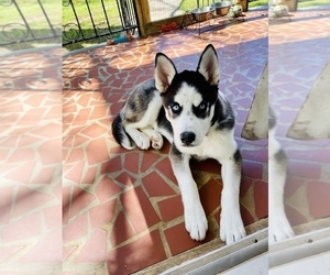 Siberian Husky Puppy for sale in GREENVILLE, SC, USA