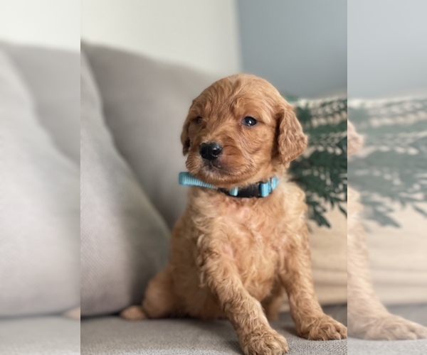 Medium Photo #2 Goldendoodle Puppy For Sale in VALLEJO, CA, USA