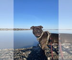 Small Photo #8 Staffordshire Bull Terrier-Unknown Mix Puppy For Sale in Lockport, NY, USA