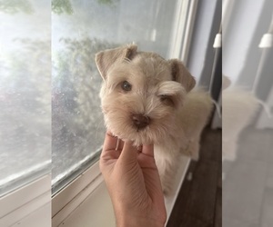 Schnauzer (Miniature) Puppy for sale in MADERA, CA, USA