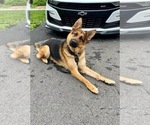 Small Photo #162 German Shepherd Dog Puppy For Sale in LA FAYETTE, NY, USA