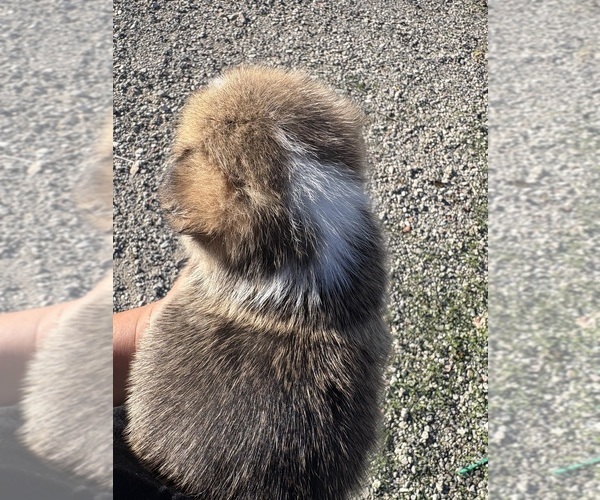 Medium Photo #4 Pembroke Welsh Corgi Puppy For Sale in OAKLEY, CA, USA