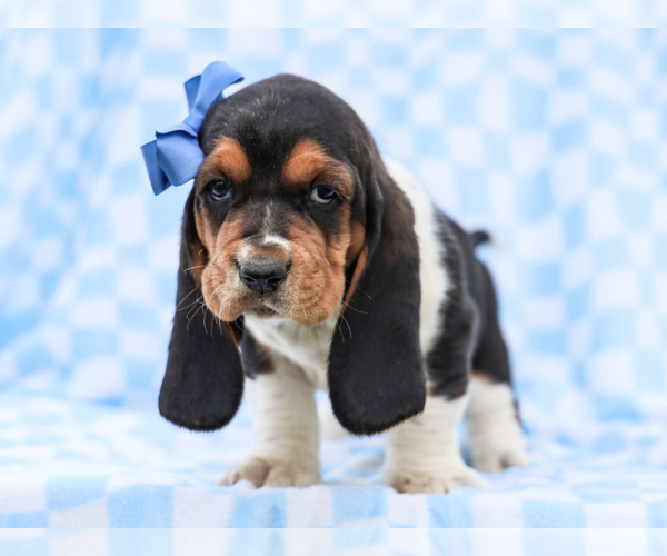 Medium Photo #3 Basset Hound Puppy For Sale in LIBERTY, KY, USA