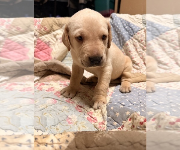Medium Photo #3 Labrador Retriever Puppy For Sale in SUMMERVILLE, SC, USA