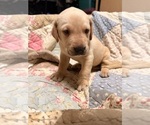 Small #2 Labrador Retriever