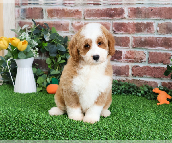 Medium Photo #8 Goldendoodle mix (+ Poodle Miniature) Puppy For Sale in SYRACUSE, IN, USA