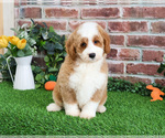 Small #7 Goldendoodle mix (+ Poodle Miniature)