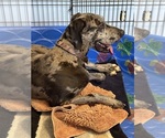 Small #2 Great Dane