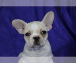 Small Photo #7 French Bulldog Puppy For Sale in ATHERTON, CA, USA