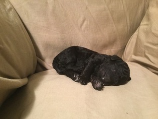 Poodle (Standard) Puppy for sale in FREDERICKSBURG, VA, USA