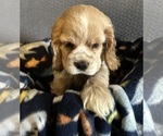 Small #1 Cocker Spaniel