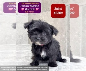 Morkie Puppy for sale in TUCSON, AZ, USA