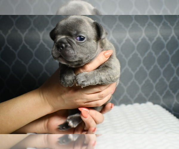 Medium Photo #5 French Bulldog Puppy For Sale in GRAHAM, WA, USA