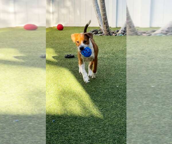 Medium Photo #3 American Pit Bull Terrier-Unknown Mix Puppy For Sale in Pompano Beach , FL, USA