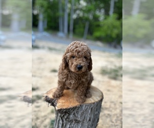 Medium Goldendoodle (Miniature)