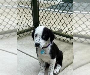 Australian Shepherd Dogs for adoption in Waterford, VA, USA