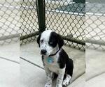 Small Australian Shepherd