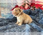 Small #4 English Bulldog