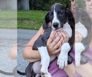 Great Dane Litter for sale in SPRAGGS, PA, USA