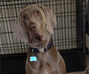 Father of the Weimaraner puppies born on 03/28/2023