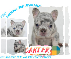 French Bulldog Puppy for Sale in FAYETTEVILLE, North Carolina USA
