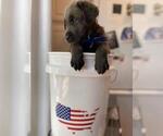 Small Photo #14 Labrador Retriever Puppy For Sale in ALEXANDRIA, VA, USA