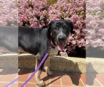 Small #2 Australian Shepherd Mix