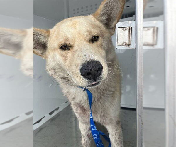 Medium Photo #1 Siberian Husky-Unknown Mix Puppy For Sale in Stockton, CA, USA