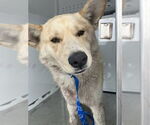 Small Siberian Husky Mix