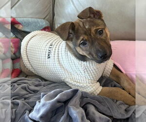 Mutt Dogs for adoption in Brooklyn Center, MN, USA