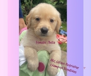 Medium Golden Retriever