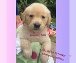 Puppy Bella Golden Retriever