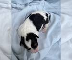 Small Photo #24 Cavapoo Puppy For Sale in PENSACOLA, FL, USA