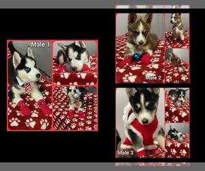 Siberian Husky Puppy for sale in GAINESVILLE, FL, USA