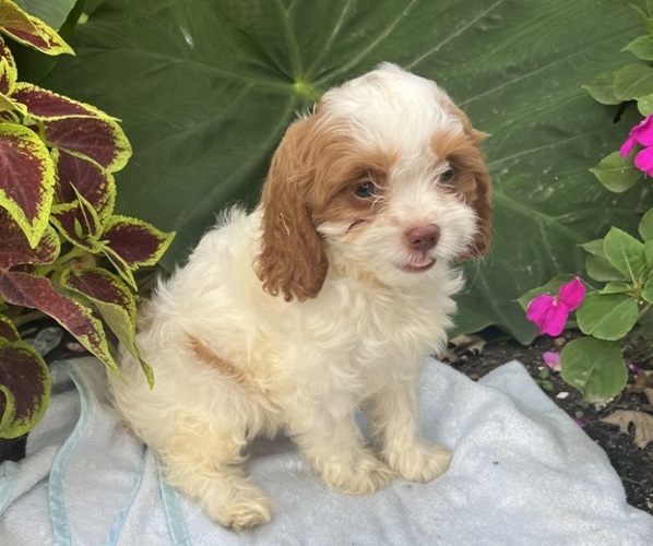 Medium Photo #1 Cavapoo (Miniature) Puppy For Sale in KALONA, IA, USA
