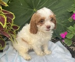 Puppy 1 Cavapoo (Miniature)