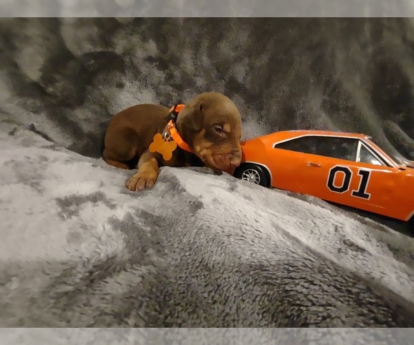 Medium Photo #1 Doberman Pinscher Puppy For Sale in BENTON, KY, USA
