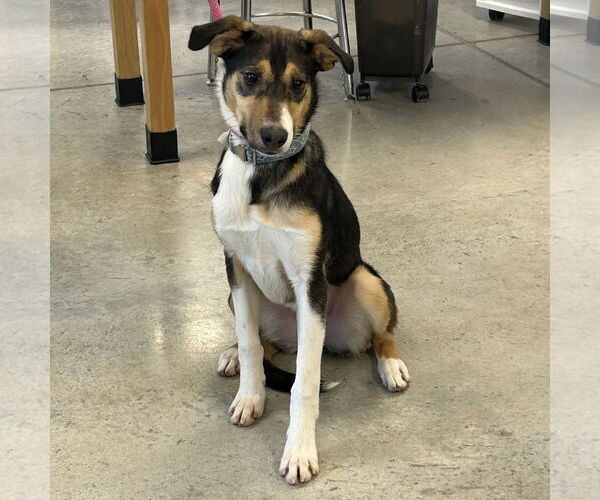 Medium Photo #2 Whipbeagle Puppy For Sale in Batavia, OH, USA