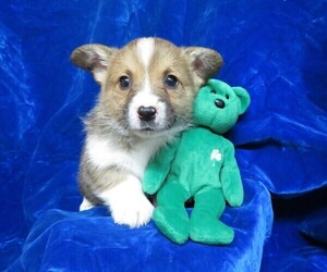 Medium Pembroke Welsh Corgi