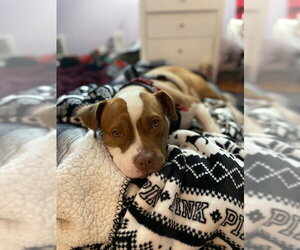Bambee - Female American Pit Bull Terrier-Unknown Mix Dog for Adoption - Photo #9