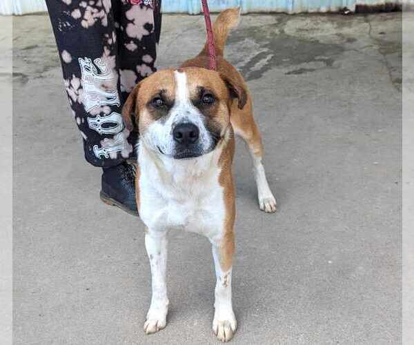 Medium Photo #4 Mutt Puppy For Sale in Anniston, AL, USA