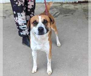 Murray - Male Mutt Dog for Adoption - Photo #4
