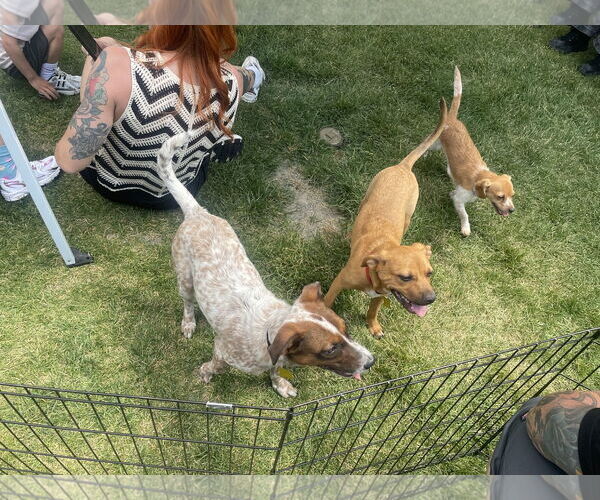 Medium Photo #5 Mutt Puppy For Sale in Sandy, UT, USA
