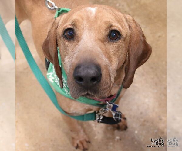 Medium Photo #10 Labrador Retriever-Unknown Mix Puppy For Sale in Washington, DC, USA