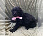 Small Photo #2 Labradoodle Puppy For Sale in COLCHESTER, CT, USA
