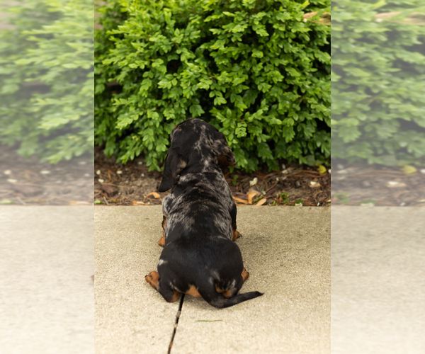 Medium Photo #8 Dachshund Puppy For Sale in BREMEN, IN, USA
