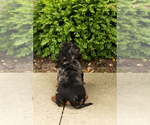 Small #7 Dachshund