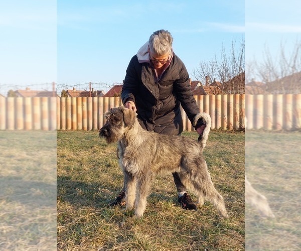 Medium Photo #4 Schnauzer (Giant) Puppy For Sale in Hatvan, Heves, Hungary